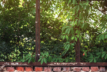 Obraz premium Rusty window without glass, overgrown with green ivy above brick wall, exterior of abandoned building