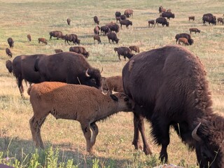Calf and mother in front of the bison herd © Morgan D.