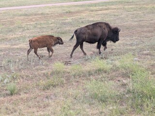 American bison and calf © Morgan D.