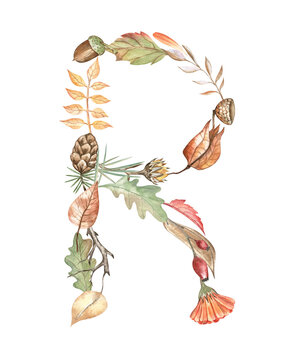 Autumn alphabet letter R created from watercolor botanical illustrations of leaves, flowers, pine cone, acorns, and twigs. Beautiful stylish dropped capital isolated on white and transparent