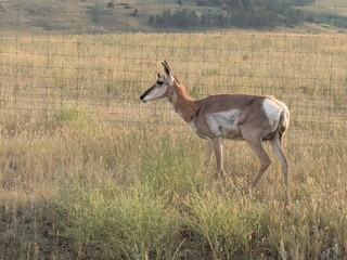 Antelope in South Dakota field © Morgan D.