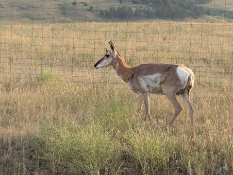 Antelope in South Dakota field