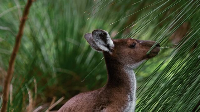 Close-up of a young kangaroo feeding on vegetation inside a natural forest habitat in Australia during a sunny afternoon while looking directly at the camera