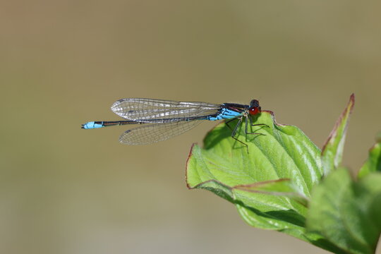 the beautiful male small red eyed damselfly (Erythromma viridulum)