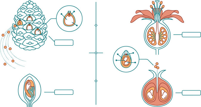 Gymnosperm and angiosperm seed plant anatomy comparison vector diagram biology infographic
