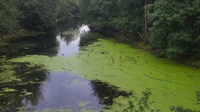 Green pond surface covered with duckweed in a quiet forest. natural ecosystem, marsh environment, wild nature scenery.