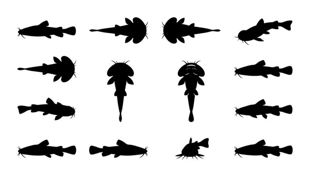 Catfish Silhouettes Collection, Diverse Angles and Views of Freshwater Fish, Vector Icons for Aquatic Life and Ichthyology