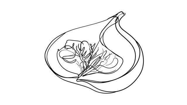 Minimalist line art of fig and leaf white background.