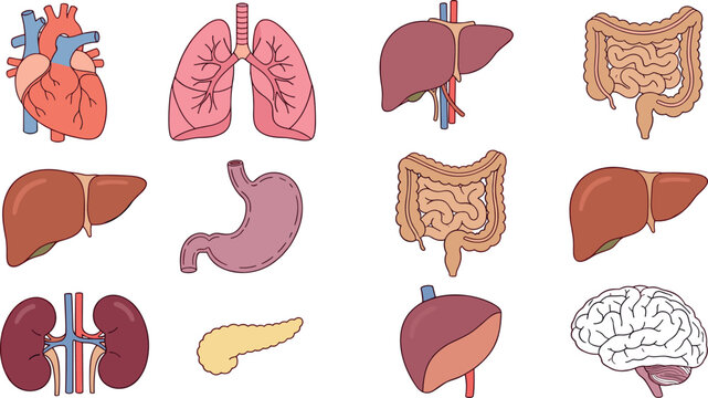 Human Internal Organs Anatomy Vector Collection Featuring Heart, Lungs, Liver, Brain, Kidneys, Stomach, Intestines, and Digestive System Medical Illustration Set