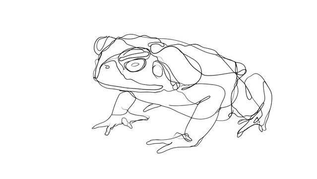 Line art toad drawing on white background.