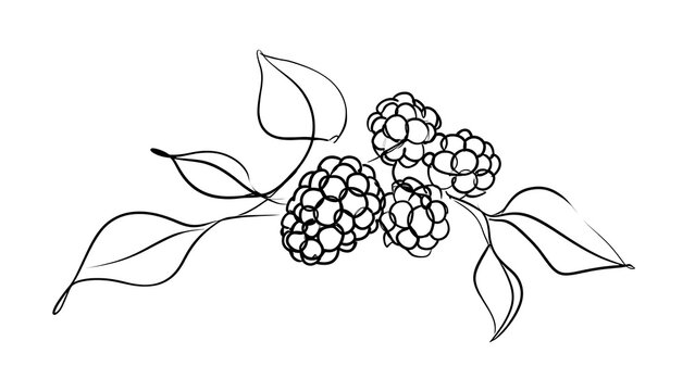 blackberry branch illustration white background.