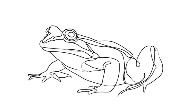 Detailed frog line drawing on white background.