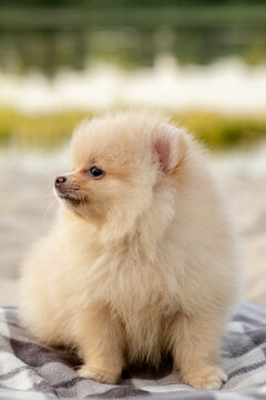 Happy cream Pomeranian spitz puppy smiling on a blanket outdoors