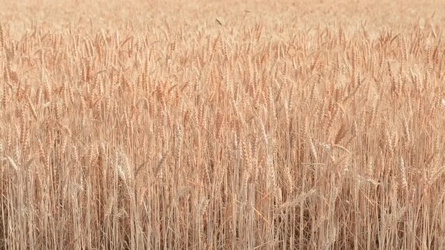 Cinematic close-up of a ripe golden wheat field swaying gracefully in a soft breeze on a sunny day. High quality agricultural background capturing the texture and movement of wheat stalks during harve