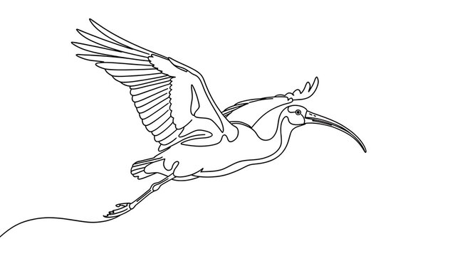 Ibis bird flying with long beak white background.