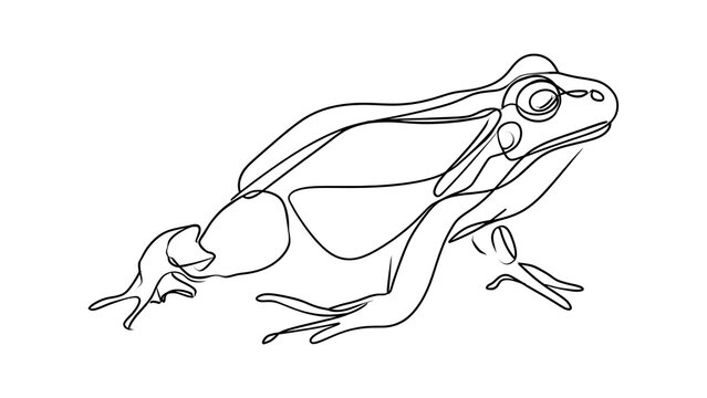 Line art frog illustration white background.