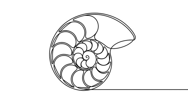 Nautilus shell line art illustration white background.