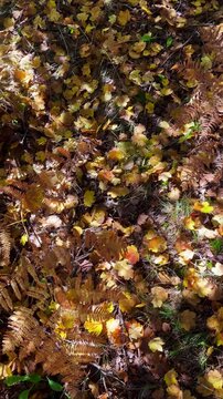 Golden Autumn Leaves on Forest Floor with Moving Tree Shadows