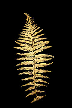 Gold fern leaf flora symbol isolated on black background, Nature zen design for decorative purposes, logo, greeting card.