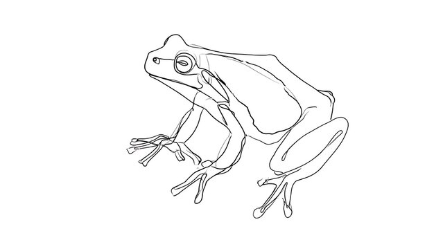 Detailed frog line drawing on white background.