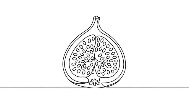 Fig fruit cross section line art white background.