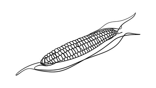 Illustration of corn cob with husk white background.