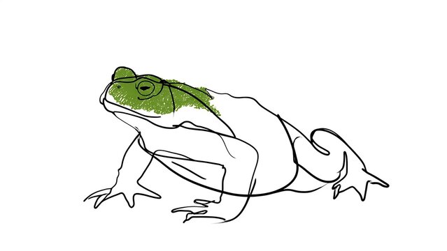 Green frog illustration on white background.