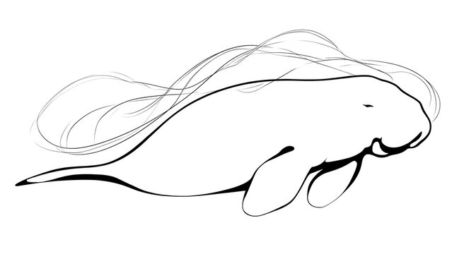 Elegant line art manatee illustration white background.