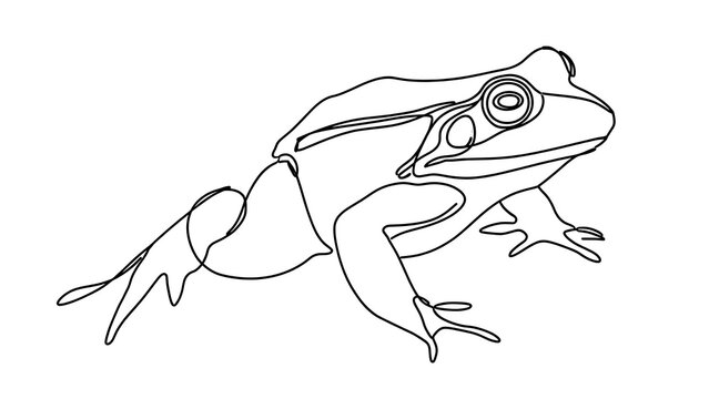 Line art frog illustration on white background.