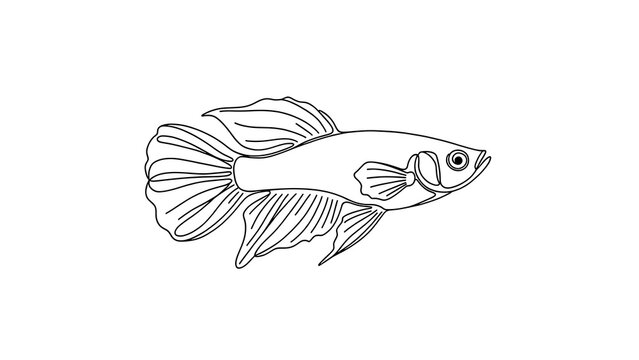 Siamese fighting fish line art white background.
