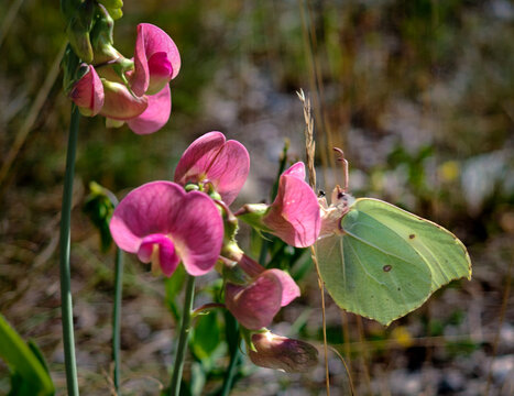 Brimstone butterfly (Gonepteryx rhamni) resting among pink everlasting pea (Lathyrus latifolius) flowers in a sunny meadow near R&eacute;p&aacute;shuta, B&uuml;kk Mountains, Hungary.