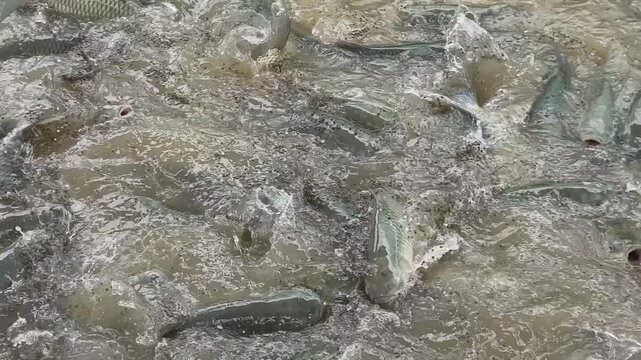 Slow motion grass carp feeding frenzy in river floating cage farm with fish pellets