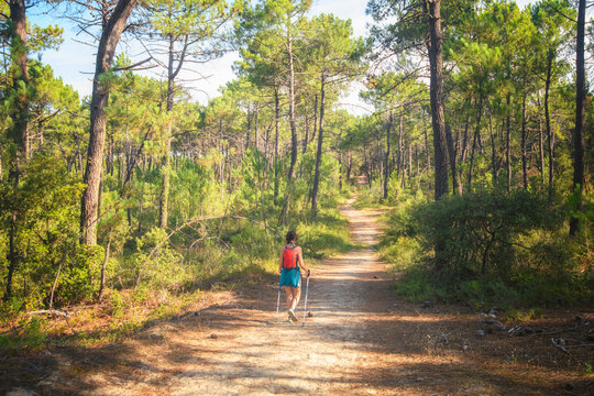Femme pratiquant la marche nordique en for&ecirc;t, departement de la Vend&eacute;e, Saint Jean de Monts