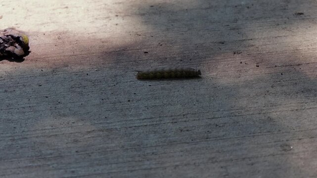 Mature brown hornworm caterpillar crawling across concrete surface, representing garden pests, agricultural crop damage, insect life cycle transitions
