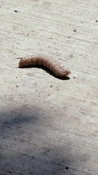 Mature brown hornworm caterpillar crawling across concrete surface, representing garden pests, agricultural crop damage, insect life cycle transitions