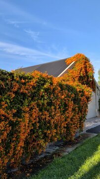 Orange Pyrostegia venusta flowers climb over a house roof under a bright blue sky on a clear day
