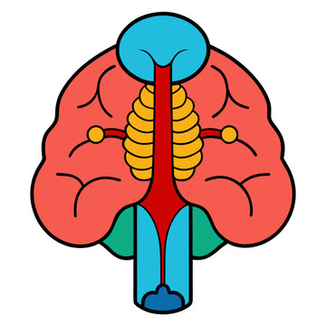 Stylized colorful cross section illustration of human brain anatomy representing cognitive functions and neural pathways in a flat modern graphic design style
