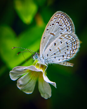 Pale grass blue butterfly feeding on a white flower in a macro close-up profile shot.