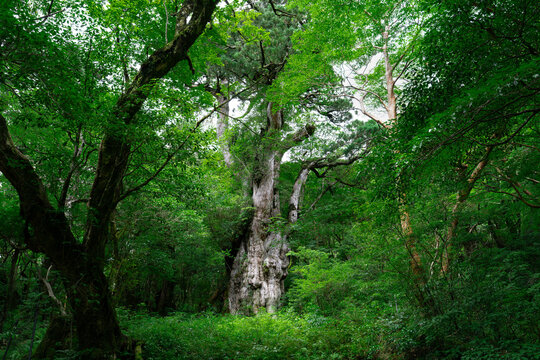 Ancient Jomon Sugi cedar tree towering in forest with moss and young saplings in foreground, Yakushima, Japan