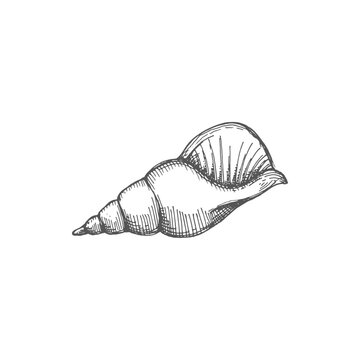 Snail shell isolated Florida rock spiral seashell monochrome sketch icon. Vector shell hand drawn aquatic sea bottom decoration. Empty seashell, nautical life object, tropical conch, natural fossil