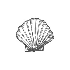 Bivalve cockle clam atlantic seashell isolated monochrome sketch icon. Vector seafood oyster or scallop, retro shellfish. Marine bivalve mollusk, cockle with pearl, beach decoration drawing © Vector Tradition