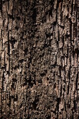 Naklejka premium tree bark texture