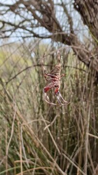 Orb weaver spider hangs in its sticky circular web outdoors against brown grasses