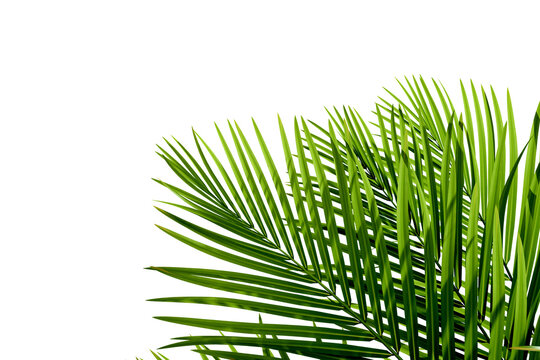 Green palm leaves border isolated on transparent background, corner frame
