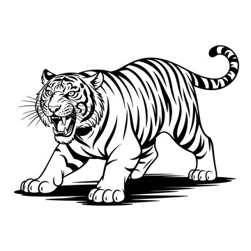 Fierce tiger roaring in a black and white line art drawing style isolated on white background
