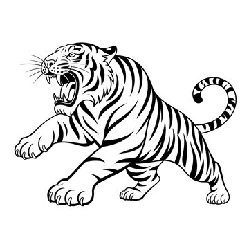 Fierce tiger roaring in a classic black and white illustration style isolated on white background
