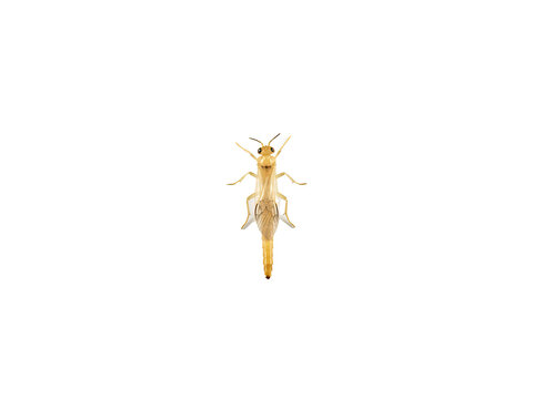Golden winged insect with transparent wings isolated on a plain black background