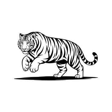 Black and white tiger illustration walking in a dynamic pose isolated on white background