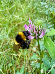 Bumblebee collecting nectar from red clover blossom Bumblebee (Bombus sp.) foraging on a blooming red clover (Trifolium pratense) flower in a natural meadow. Close-up showing an importan © Dennis