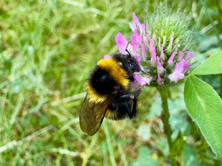 Bumblebee collecting nectar from red clover blossom Bumblebee (Bombus sp.) foraging on a blooming red clover (Trifolium pratense) flower in a natural meadow. Close-up showing an importan © Dennis